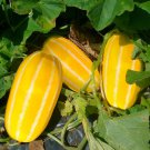 Big Yellow Sweet Taste Vegetable Mitarl Melon 8 PCS Seeds