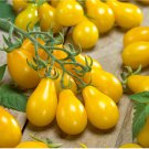 Big Yellow 'Pear' Tomato with Red End 150 PCS Seeds Big Yellow 'Pear' Tomato with Red End 150 PCS Seeds