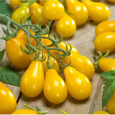 Big Yellow 'Pear' Tomato with Red End 150 PCS Seeds