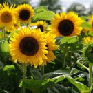 Big Sunflowers Flowers with Black Centre Ornamental Plant 40 PCS Seeds