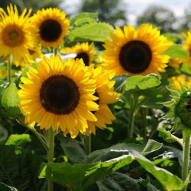 Big Sunflowers Flowers with Black Centre Ornamental Plant 40 PCS Seeds