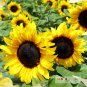 Big Sunflowers Flowers with Black Centre Ornamental Plant 40 PCS Seeds