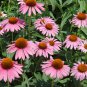 'Big Sky' Fire Red Echinacea Coneflower 100 PCS Seeds