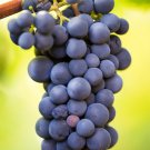 Big Miniature Grape Vine Purple Fruits 50 PCS Seeds Big Miniature Grape Vine Purple Fruits 50 PCS Seeds