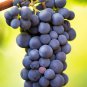 Big Miniature Grape Vine Purple Fruits 50 PCS Seeds