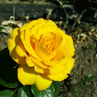 Big Blooming Yellow Turbine-like Climbing Rose 50 PCS Seeds