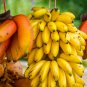 Big Hainan Yellow Banana 100 PCS Seeds