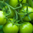 Big Green Tomato Organic 100 PCS Seeds