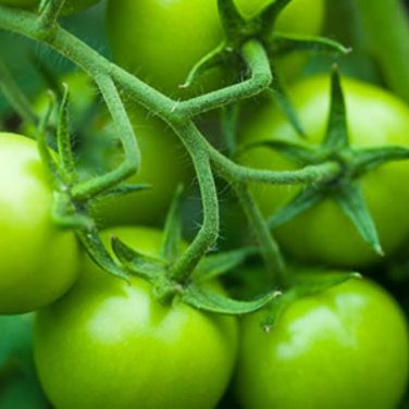 Big Green Tomato Organic 100 PCS Seeds