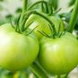 Big Green Tomato Organic 100 PCS Seeds