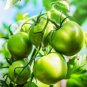 Big Green Tomato Organic 100 PCS Seeds