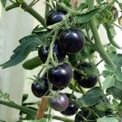 Big Black Tomato F1 Original Pack 200 PCS Seeds Big Black Tomato F1 Original Pack 200 PCS Seeds