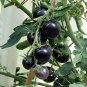 Big Black Tomato F1 Original Pack 200 PCS Seeds