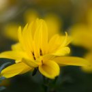 Bidens Ferulifolia Golden Eye Flower Garden Home Bonsai 50 PCS Seeds Bidens Ferulifolia Golden Eye Flower Garden Home Bonsai 50 PCS Seeds