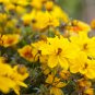 Bidens Ferulifolia Golden Eye Flower Garden Home Bonsai 50 PCS Seeds