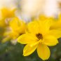 Bidens Ferulifolia Golden Eye Flower Garden Home Bonsai 50 PCS Seeds