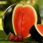 Big Black Skin Red Seedless Watermelon Organic 20 PCS Seeds