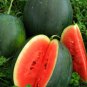 Big Black Skin Red Seedless Watermelon Organic 20 PCS Seeds