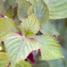Bi-coloured Salad Perilla Shiso 100 PCS Seeds