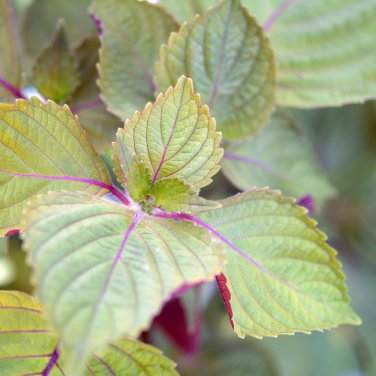 Bi-coloured Salad Perilla Shiso 100 PCS Seeds