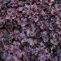 Bi-coloured Salad Perilla Shiso 100 PCS Seeds