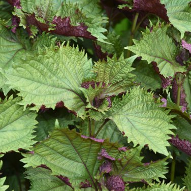 Bi-Coloured Salad Perilla Shiso 100 PCS Seeds