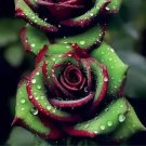 Big Blooming Red Green Rose Bush Flower 50 PCS Seeds Big Blooming Red Green Rose Bush Flower 50 PCS Seeds