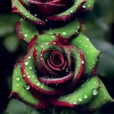 Big Blooming Red Green Rose Bush Flower 50 PCS Seeds