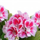 Bi-Colored Red White Univalve Geranium 20 PCS Seeds