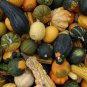 Bi-colored Ornamental Pumpkin with Five Pairs Edges Cucurbita 8 PCS Seeds