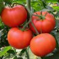 Big Beef Tomato Fresh Red Fruit 100 PCS Seeds