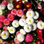 Bellis perennis Flowers Green Pink White Yellow Dark Red Daisy 150 PCS Seeds