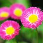 Bellis perennis Flowers Green Pink White Yellow Dark Red Daisy 150 PCS Seeds