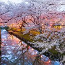 BELLFARM Japanese Pink Cherry Blossom Sakura Tree 20 PCS Seeds
