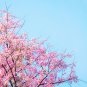 BELLFARM Japanese Pink Cherry Blossom Sakura Tree 20 PCS Seeds