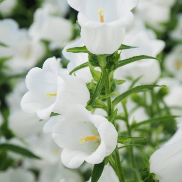 Bell Orchid Campanula Flowers Plants Convallaria 100 PCS Seeds