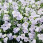 Bell Orchid Campanula Flowers Plants Convallaria 100 PCS Seeds
