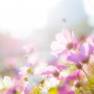 Big Blooming Purple Cosmos Flower 10 PCS Seeds