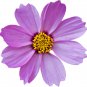 Big Blooming Purple Cosmos Flower 10 PCS Seeds