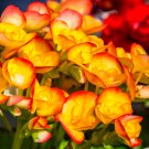 Begonia Semper Bonsai Flower 30 PCS Seeds
