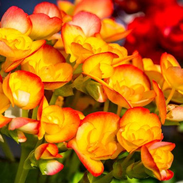 Begonia Semper Bonsai Flower 30 PCS Seeds