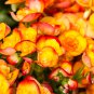 Begonia Semper Bonsai Flower 30 PCS Seeds