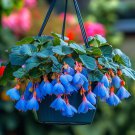 Begonia White Double Flowers with Blue Edge 100 PCS Seeds Begonia White Double Flowers with Blue Edge 100 PCS Seeds