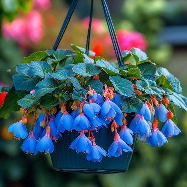Begonia White Double Flowers with Blue Edge 100 PCS Seeds