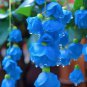 Begonia White Double Flowers with Blue Edge 100 PCS Seeds