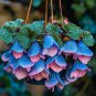 Begonia White Double Flowers with Blue Edge 100 PCS Seeds