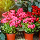 Begonia Flower Golden Double Flowers with Red Edge 100 PCS Seeds Begonia Flower Golden Double Flowers with Red Edge 100 PCS Seeds