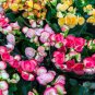Begonia Flower Golden Double Flowers with Red Edge 100 PCS Seeds