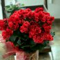 Begonia Flower Golden Double Flowers with Red Edge 100 PCS Seeds