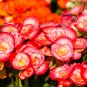 Begonia Flower Bonsai 100 PCS Seeds